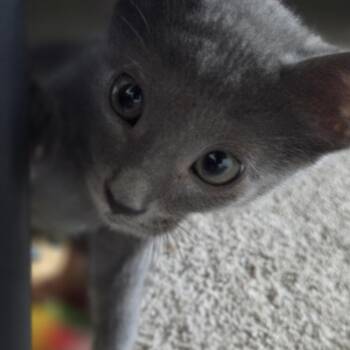 Skywhale -  Domestic Short Hair and Russian Blue Cat for Adoption in Hartville, Ohio - Skywhale | PetCurious