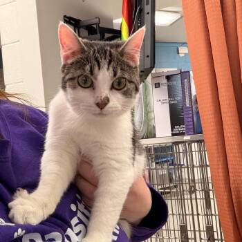 Domestic Short Hair Cats Available for Adoption - Muffin | PetCurious