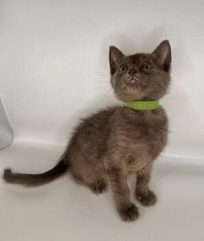 Forrest -  Domestic Short Hair Cat for Adoption in Milton, Delaware - Forrest | PetCurious