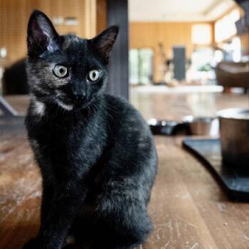 Orchid -  Domestic Short Hair Cat for Adoption in Portland, Oregon - Orchid | PetCurious