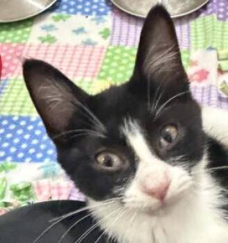 Wilder -  Domestic Short Hair Cat for Adoption in Battle Creek, Michigan - Wilder | PetCurious