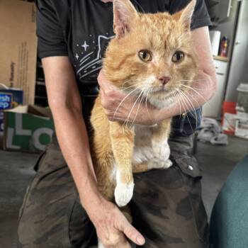 Domestic Short Hair Cats Available for Adoption in Audubon Park, Kentucky - Simon | PetCurious