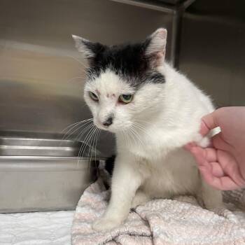 Slick Rick -  Domestic Short Hair Cat for Adoption in Peoria, Illinois - Slick Rick | PetCurious