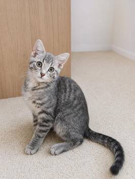 Domestic Short Hair and Tabby Cats Available for Adoption in Homer Glen, Illinois - Smarties | PetCurious