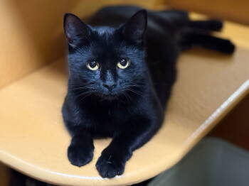 Rescue Bombay Cats for Adoption - Annabelle And Tickety-Boo | PetCurious