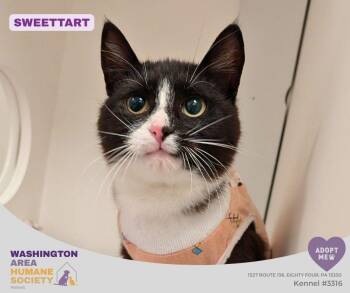 Domestic Short Hair Cats Available for Adoption in Eighty Four, Pennsylvania - Sweettart | PetCurious