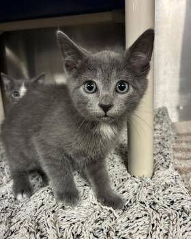 DrGluon (with Flabaliki) -  Domestic Short Hair Cat for Adoption in Richmond, Virginia - DrGluon (with Flabaliki) | PetCurious
