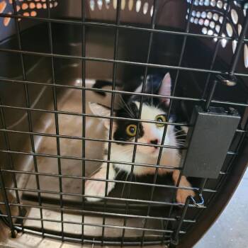 8. Tamko -  Domestic Short Hair Cat for Adoption in Columbus, North Carolina - 8. Tamko | PetCurious