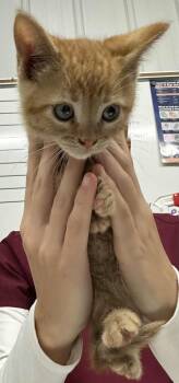 Rescue Domestic Short Hair Cats for Adoption in Hillsdale, Indiana - Sleepy | PetCurious
