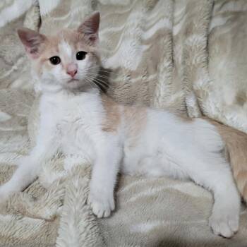 Ri Ri -  Domestic Short Hair Cat for Adoption in Dekalb, Illinois - Ri Ri | PetCurious