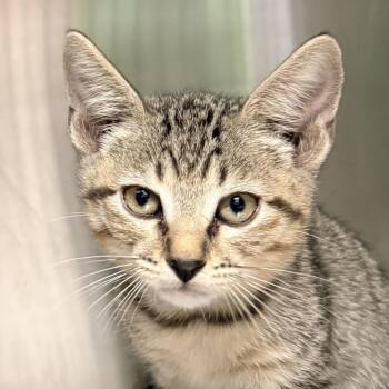 Cold Brew -  Domestic Short Hair Cat for Adoption in Palm Springs, California - Cold Brew | PetCurious