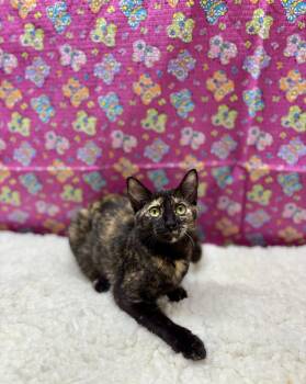Indica -  Domestic Short Hair Cat for Adoption in Upper Sandusky, Ohio - Indica | PetCurious