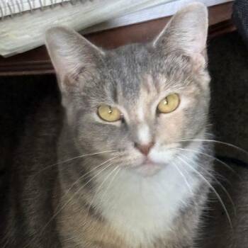 Mama Marie -  Domestic Short Hair Cat for Adoption in Kenosha, Wisconsin - Mama Marie | PetCurious