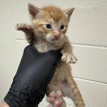 Zorg -  Domestic Short Hair Cat for Adoption in Reno, Nevada - Zorg | PetCurious
