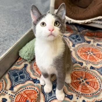 Riot -  Domestic Short Hair Cat for Adoption in Penn Yan, New York - Riot | PetCurious