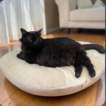 Sasha -  Domestic Long Hair Cat for Adoption in Wilmington, Ohio - Sasha | PetCurious