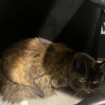Nandani -  Domestic Short Hair Cat for Adoption in Tampa, Florida - Nandani | PetCurious