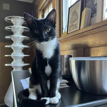 Coconut -  Domestic Short Hair Cat for Adoption in Neenah, Wisconsin - Coconut | PetCurious
