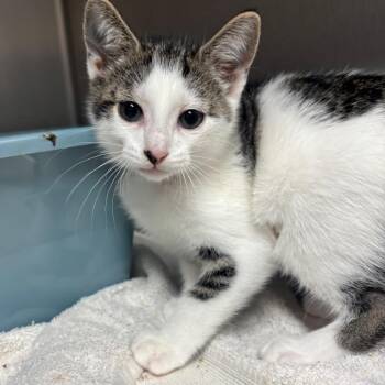 Domestic Short Hair Cats Available for Adoption in Lakeland, Florida - Babs | PetCurious