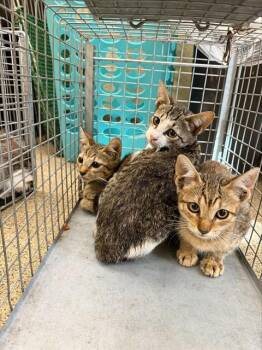 FINN -  Domestic Short Hair Cat for Adoption in Fort Myers, Florida - FINN | PetCurious