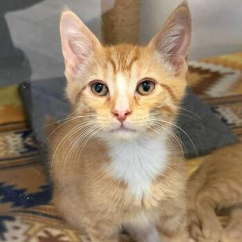 Dodge -  Domestic Short Hair Cat for Adoption in Bear, Delaware - Dodge | PetCurious
