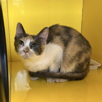 Mango Jenga -  Domestic Short Hair Cat for Adoption in Abilene, Texas - Mango Jenga | PetCurious