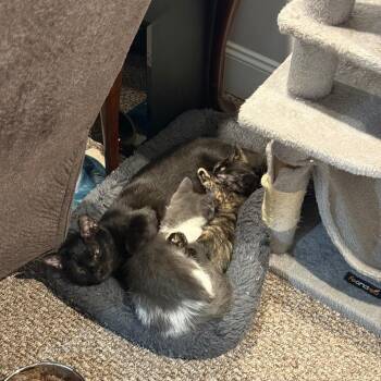 Salamander aka Sally -  Domestic Short Hair Cat for Adoption in Aspinwall, Pennsylvania - Salamander Aka Sally | PetCurious