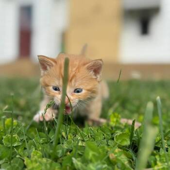 Domestic Medium Hair Cats Available for Adoption in Jasper, Indiana - Plum Wild | PetCurious