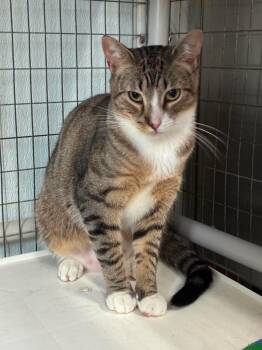 Outlaws - Justice (very demure) -  Domestic Short Hair Cat for Adoption in Jefferson, New Jersey - Outlaws - Justice (very Demure) | PetCurious