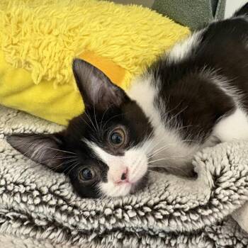 Smoky Black -  Domestic Short Hair Cat for Adoption in Phoenix, Arizona - Smoky Black | PetCurious
