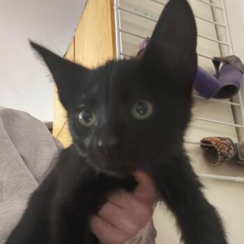 Jewel -  Domestic Short Hair Cat for Adoption in Bentonville, Arkansas - Jewel | PetCurious