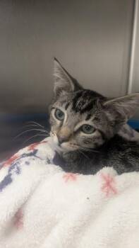 Europa -  Domestic Short Hair and Siamese Cat for Adoption in Sacramento, California - Europa | PetCurious