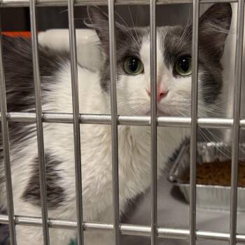 Kipper -  Domestic Medium Hair Cat for Adoption in Salt Lake City, Utah - Kipper | PetCurious