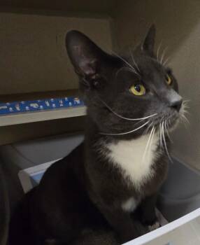 Domestic Short Hair Cats Available for Adoption - SER DUNCAN | PetCurious