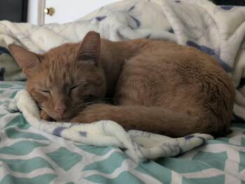 Target -  American Shorthair Cat for Adoption in Highland Park, New Jersey - Target | PetCurious