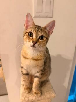 Poppy -  Domestic Short Hair Cat for Adoption in Sunrise, Florida - Poppy | PetCurious