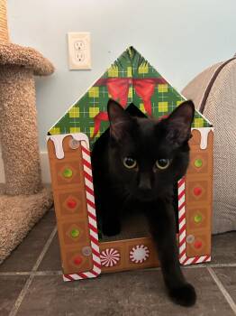 Rescue Domestic Short Hair Cats for Adoption in Fairfax Station, Virginia - Maxine | PetCurious