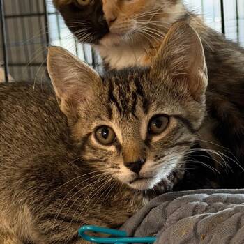 Bottie -  Domestic Short Hair Cat for Adoption in Hernando, Mississippi - Bottie | PetCurious
