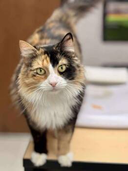 Rusty -  Domestic Long Hair and Domestic Short Hair Cat for Adoption in Visalia, California - Rusty | PetCurious