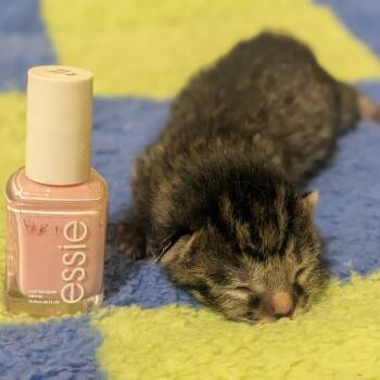Evangeline -  Domestic Short Hair Cat for Adoption in Brownsboro, Alabama - Evangeline | PetCurious