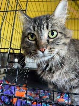 Belle -  Domestic Long Hair Cat for Adoption in Ogden, Utah - Belle | PetCurious