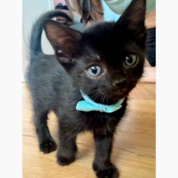 Crunchy Taco 28 -  Domestic Short Hair Cat for Adoption in Austin, Texas - Crunchy Taco 28 | PetCurious