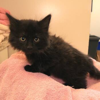 Domestic Medium Hair Cats Available for Adoption in Rifle, Colorado - Welton (26-1J-3) | PetCurious