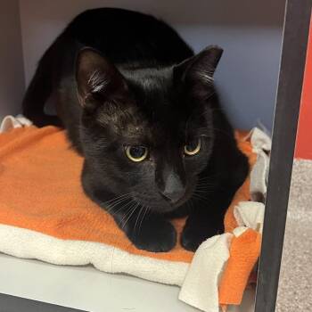 Rothbart -  Domestic Short Hair Cat for Adoption in Sarasota, Florida - Rothbart | PetCurious