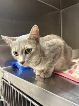 Rescue Domestic Short Hair Cats for Adoption in Lake Tapwingo, Missouri - Skittles | PetCurious