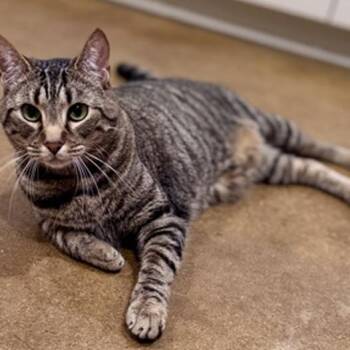 Bean -  Domestic Short Hair Cat for Adoption in New York, New York - Bean | PetCurious