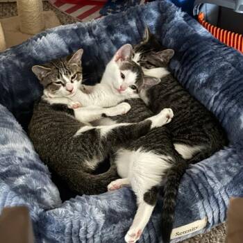 Frisky (Wishing Well Kitten 3) -  American Shorthair Cat for Adoption in Westport, Connecticut - Frisky (Wishing Well Kitten 3) | PetCurious