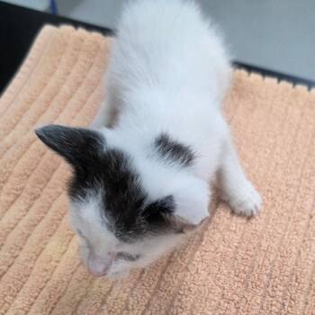 Mike -  Domestic Short Hair Cat for Adoption in Jupiter, Florida - Mike | PetCurious