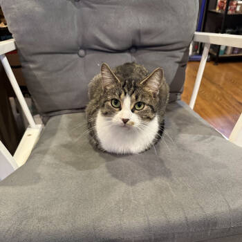 Rescue Domestic Short Hair Cats for Adoption in Chicago, Illinois - Leonora | PetCurious