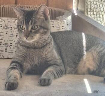 Henny -  Domestic Short Hair Cat for Adoption in Chappell, Nebraska - Henny | PetCurious